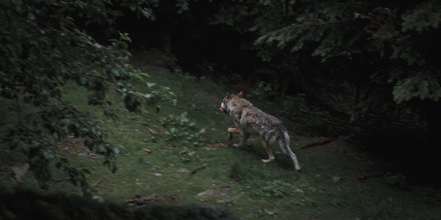 Fotos sollen die Anwesenheit von Nachwuchs bestätigen. Damit wäre ein Abschuss theoretisch möglich, während Paare geschützt sind. (Symbolbild Unsplash)