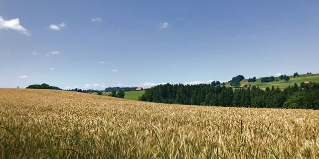 Ein Bild alter Tage: Bis vor einigen Wochen hat der Weizen noch vielversprechend ausgesehen. Heute stehen viele Felder unter Wasser und um das ungedroschene Getreide steht es schlecht. (Bild Sera J. Hostettler)