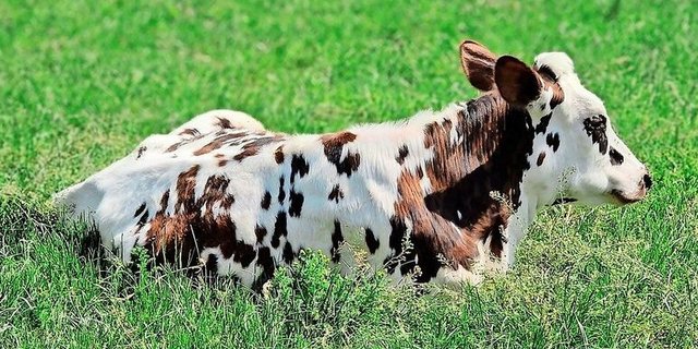 PFAS können sich in der Nahrungskette anreichern.