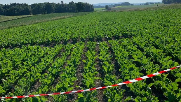 Die Zuckerrüben stehen kurz vor dem Reihenschluss oder haben diesen bereits erreicht. Eine Borspritzung ist vorzunehmen. (Bild Luzi Schneider, SFZ)