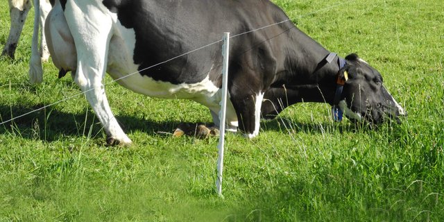 Offenbar wachsen die Pflanzen, die dieser Kuh am besten schmecken nicht (mehr) innerhalb des Zauns – sie weiss sich zu helfen. (Bild Agroscope)