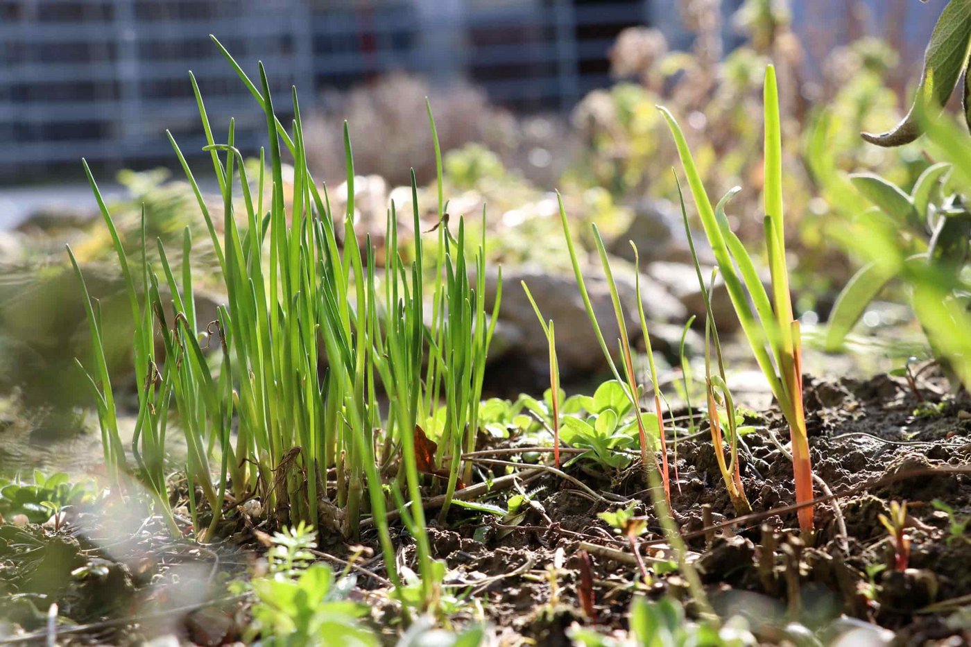 Nach diesem milden Winter zeigten sich Schnittlauch (links) und Schnittknoblauch (rechts) schon im Februar.