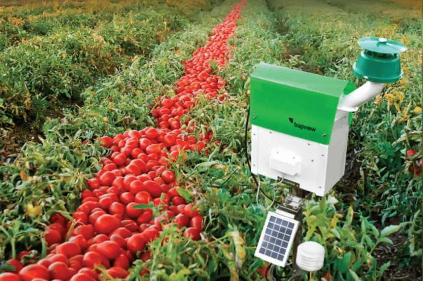 Mit der digitalen Falle werden die Schädlinge abgelichtet. In einem weiteren Vorgang kann sie selbstständig die Schädlinge von anderen Insekten identifizieren. (Bilder zVg) 