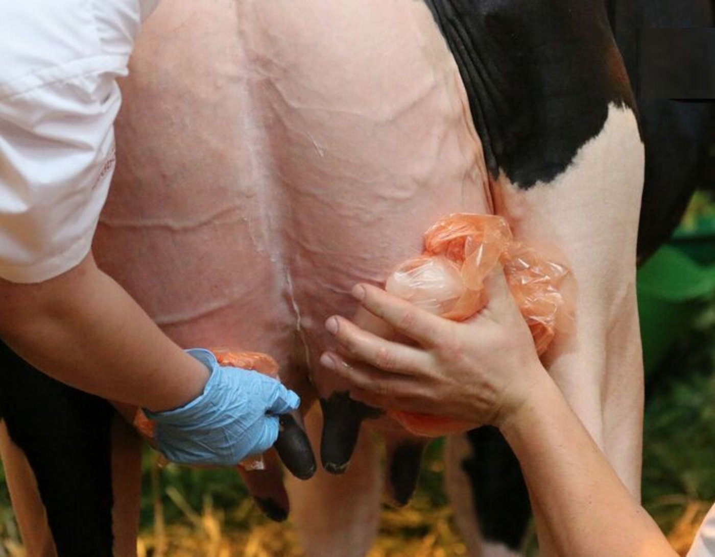 Das Verkleben der Zitzen könnte Verboten werden. (Bild zVg)