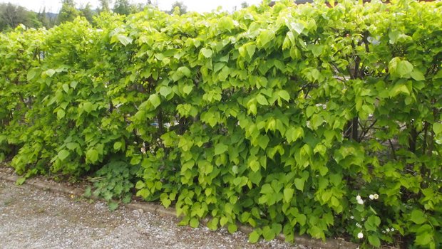Winterlinden sieht man als Formgehölze in der Schweiz selten. Während der Blütezeit duften sie umwerfend. (Bilder Ruth Bossardt)