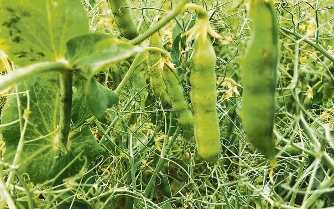 Weil Gründüngungen oftmals eine Leguminosenart enthalten, muss beim Anbau von Eiweisserbsen noch genauer auf die minimale Anbaupause geachtet werden. Das ist einer von vielen Gründen, warum die Kultur «nicht ohne» ist.