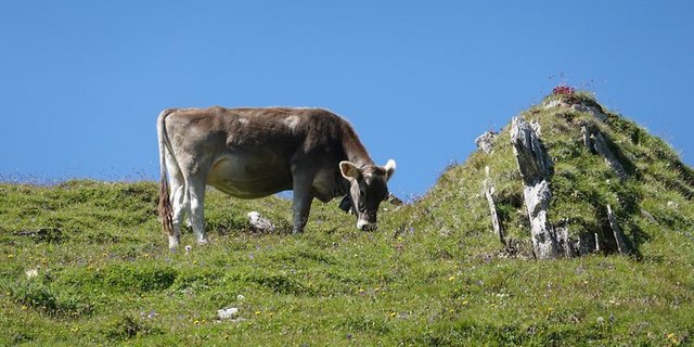 Der Alltag auf einer Alp ist zwar schön, aber anstrengend und herausfordernd. Das müssen sich potenzielle Helfer bewusst sein. (Bild Anna Suter / BauZ)