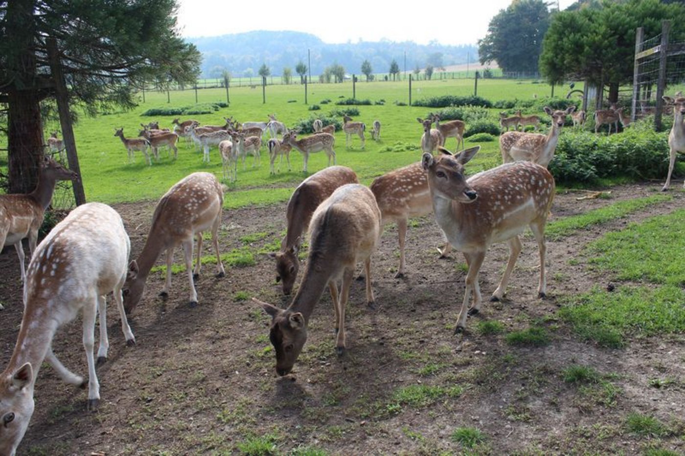 In der Schweiz werden Damhirsche, Rothirsche und Sikahirsche gehalten. (Bild lid)