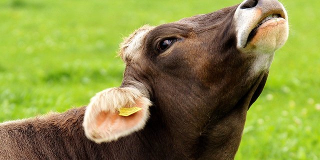 Aufgrund der fortschreitenden Zerstörung des Gehirns kommt es bei der BSE zu Verhaltensstörungen. (Symbolbild Alexas_Fotos/Pixabay)