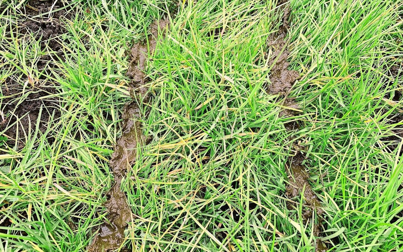 Güllemadli entstehen besonders, wenn dicke Gülle mit dem Schleppschlauch ausgebracht wird. 