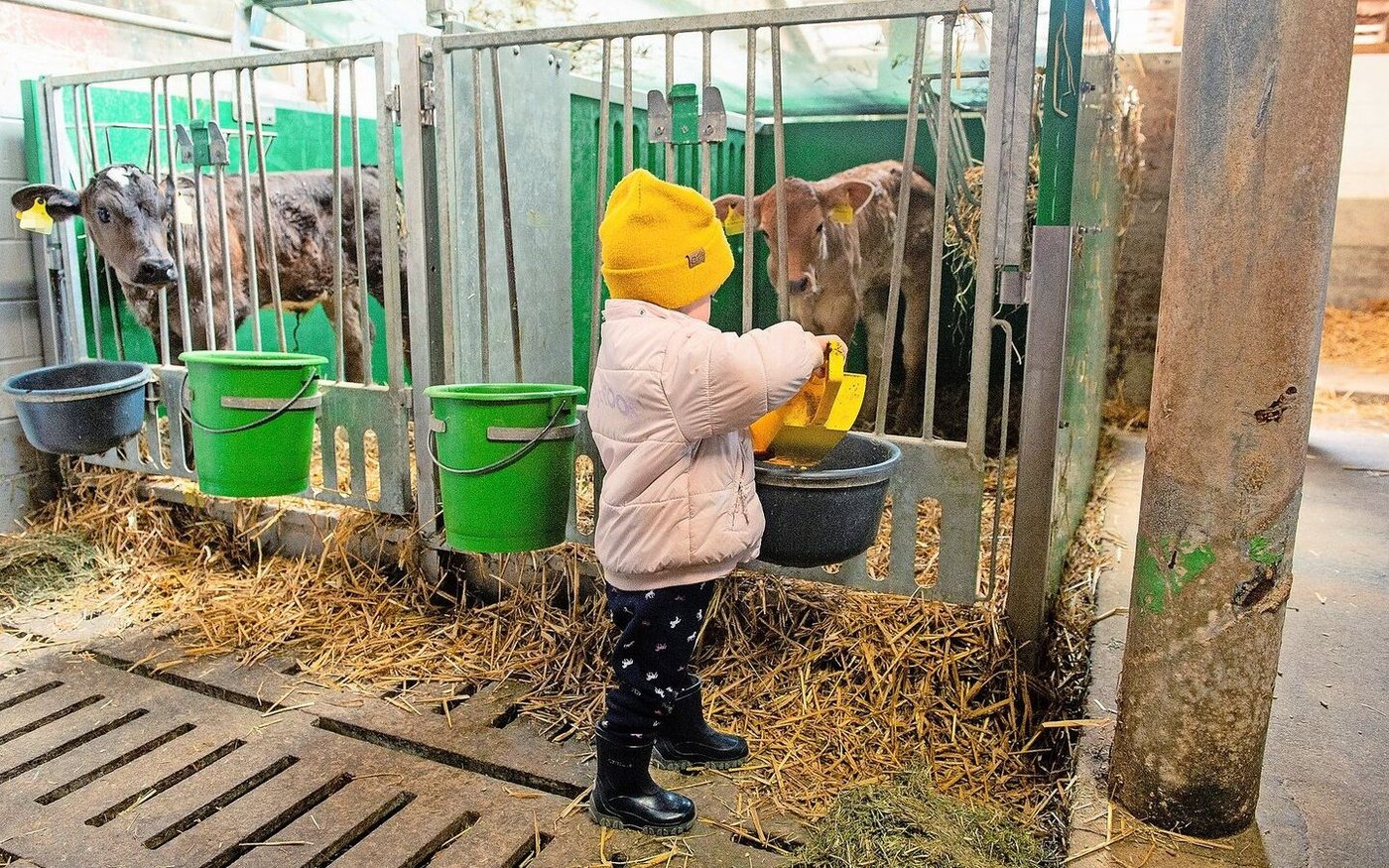 Alessia hilft beim Füttern der Kälber. Dank ihrer gut sichtbaren, gelben Mütze weiss ihre Mutter Manuela Fischer jeweils nach einem kurzen Blick gleich, wo sie ist.