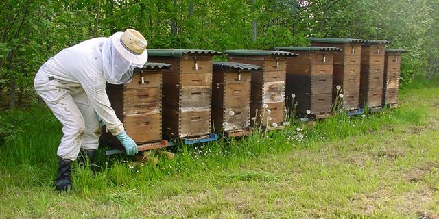Das einzige Feuerbarnd-Schutzgebiet in der Schweiz ist der Kanton Wallis. (Bild Agroscope)