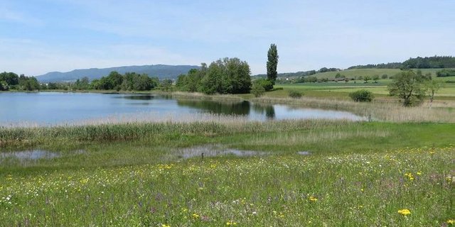 Moore und Riede müssen gepflegt werden – dies bietet auch weiterhin Einkommensmöglichkeiten für Landwirte. (Bild ALN Kanton Zürich)