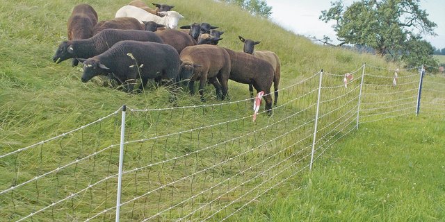 Elektrische Zäune können je nach Situation Nutztiere effizient gegen Angriffe von Wölfen schützen. (Bild Agridea)