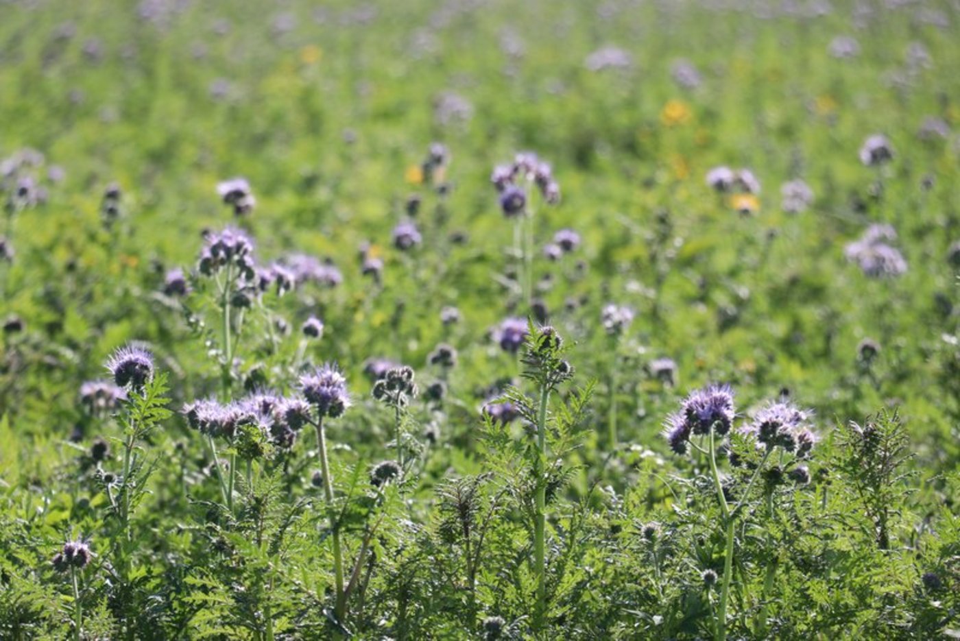 Wer jetzt Gründüngungen auf dem Feld hat, kann sie mit Messerwalzen statt dem Pflug eindämmen und so in ein bodenschonendes System einsteigen. (Bild BauZ)