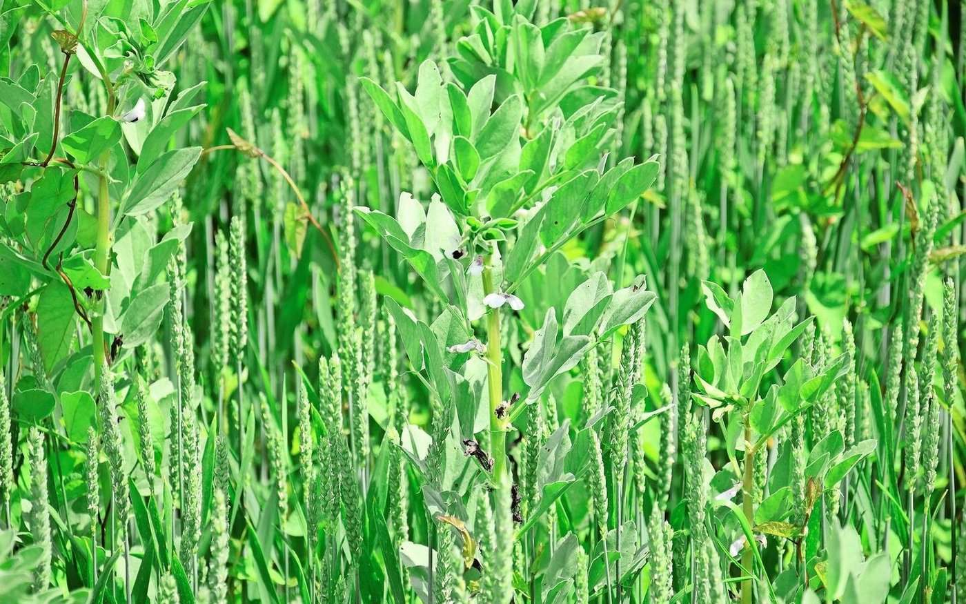 Der Anteil Ackerbohnen sei zu hoch gewesen, sagt Michael Gygax rückblickend. Die saftigen Pflanzen führten zu relativ feuchtem Erntegut, das er vor dem Silieren noch einen Tag auf dem Feld trocknen liess.