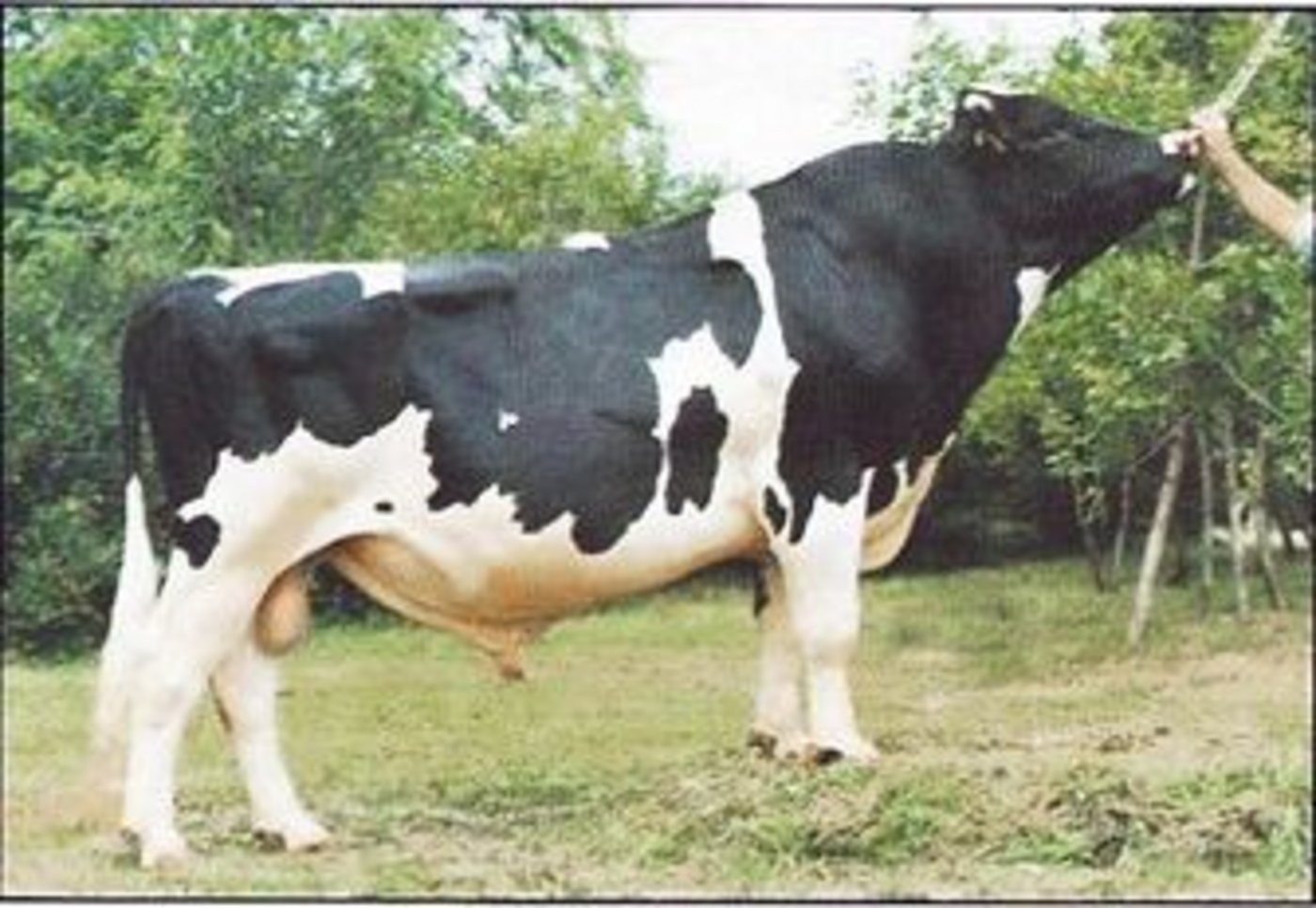 Der RF-Stier Glenafton Enhancer. In den 80er- und 90er-Jahren ein bekannter Stierenvater für die RH-Zucht.