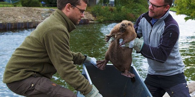 Die Biber werden sorgfältig aus der Transportkiste gehoben. (Bilder Klaus Robin / Habitat AG)