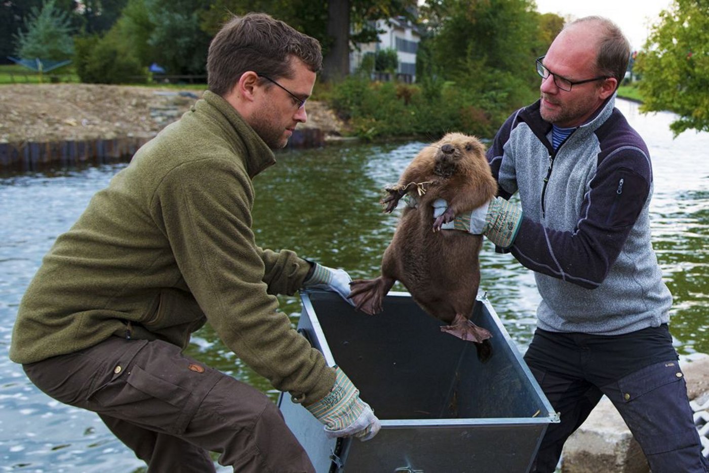 Die Biber werden sorgfältig aus der Transportkiste gehoben. (Bilder Klaus Robin / Habitat AG)