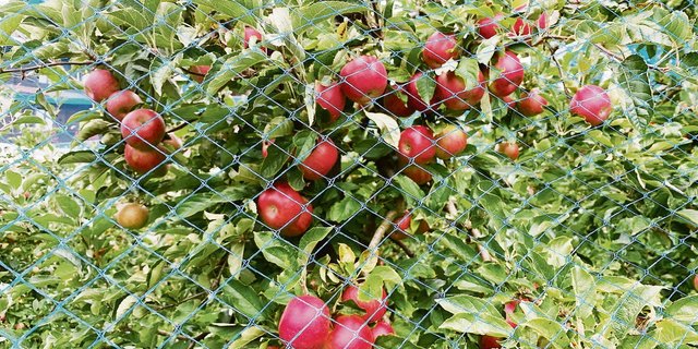 Äpfel brauchen Schutz. Auch deswegen werden «Gebiete mit geringer Prävalenz» ausgeschieden, um den Feuerbrand in Griff zu halten.(Bild Josef Scherer)