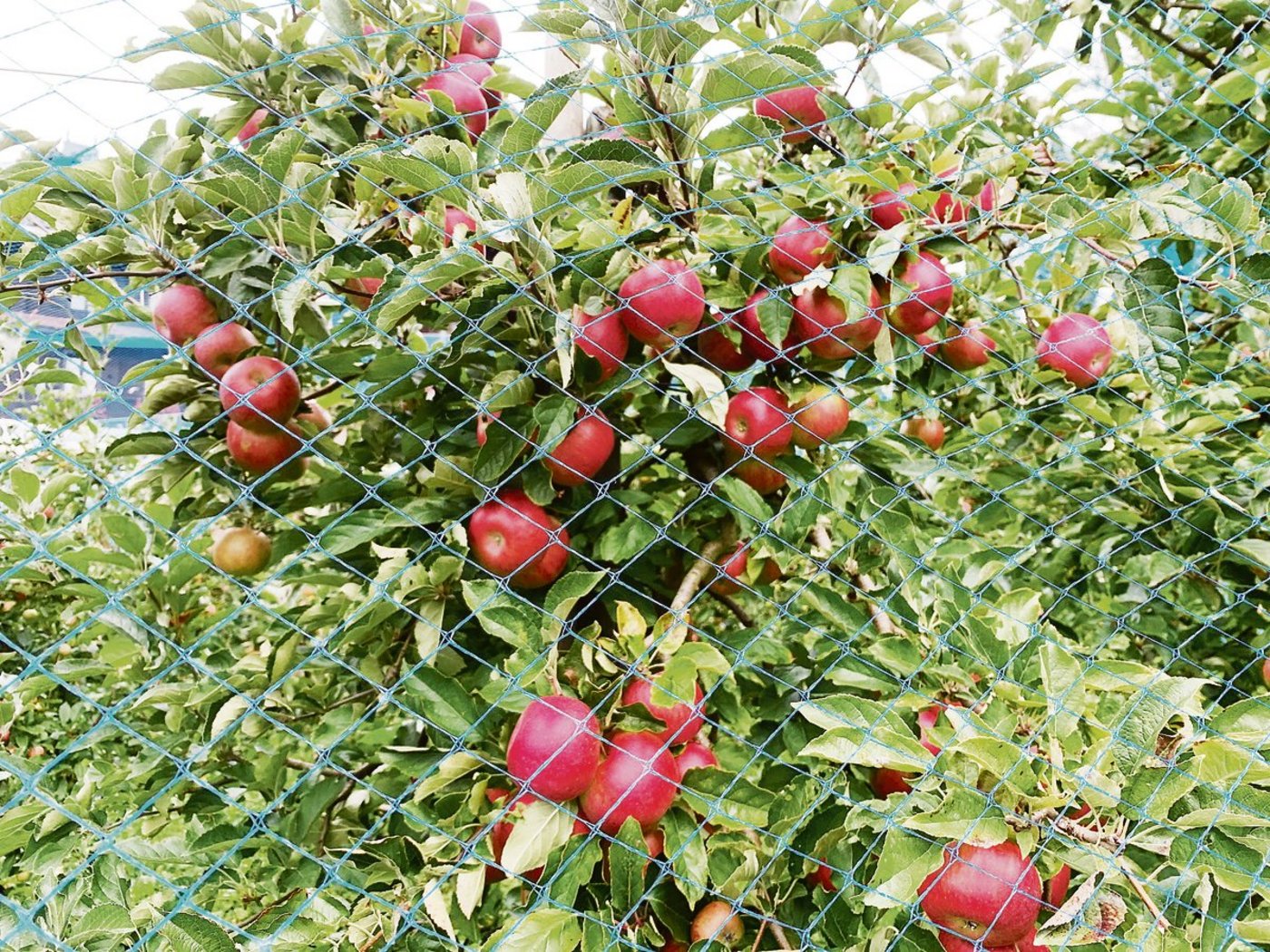 Äpfel brauchen Schutz. Auch deswegen werden «Gebiete mit geringer Prävalenz» ausgeschieden, um den Feuerbrand in Griff zu halten.(Bild Josef Scherer)