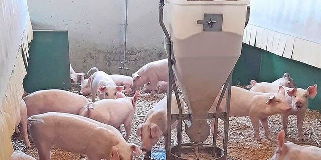 Häufig werden die Ferkel ab 9 kg mit Brei gefüttert, doch auch die Trockenfütterung hat Vorteile.    