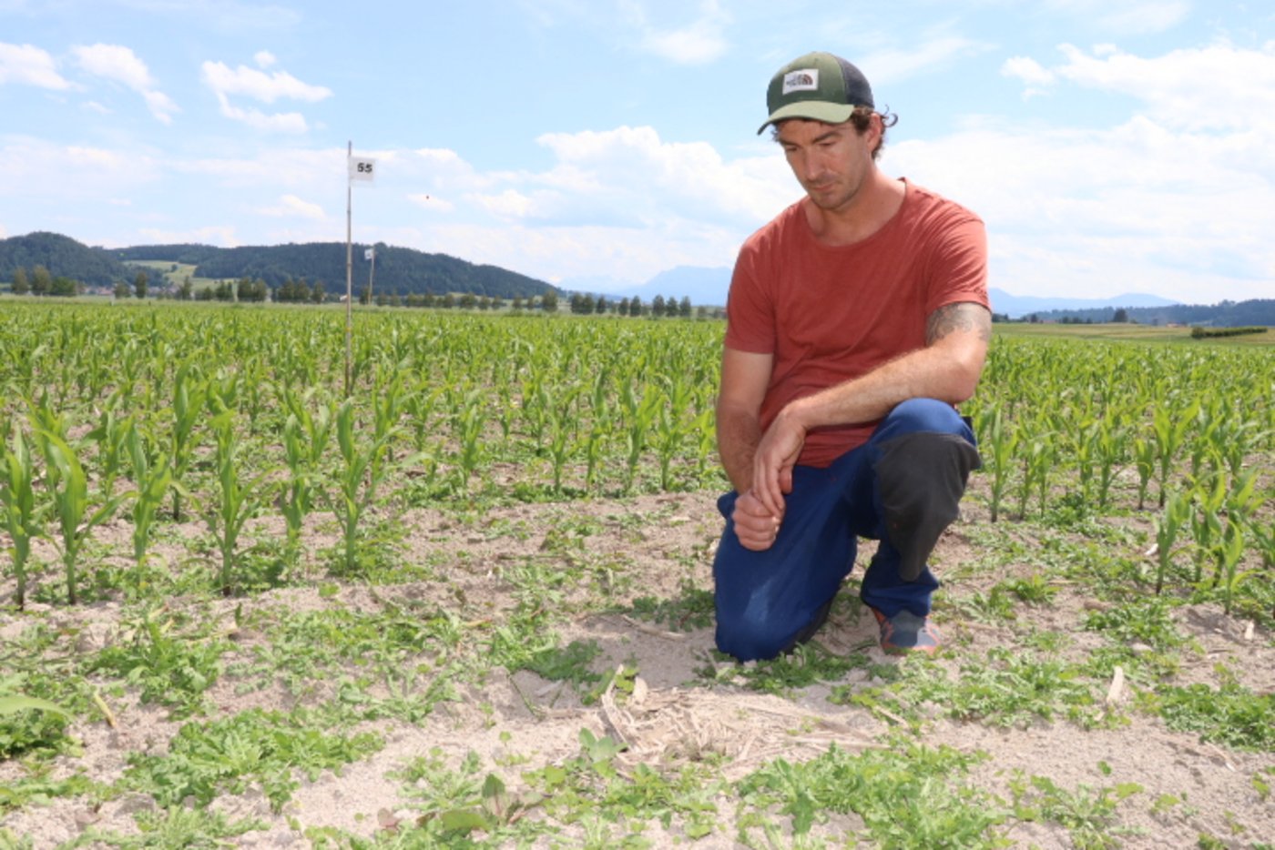 Das Kiebitz-Gelege mit stolzen vier Eiern ist erst auf den zweiten Blick zu sehen, aber Urs Kaufmann kennt die Standorte. (Bilder rae)