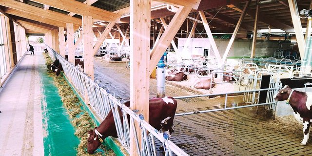 Der neue Kuhstall wurde 2019 eingeweiht: Kostenpunkt über vier Millionen Franken. (Bild Rütti)