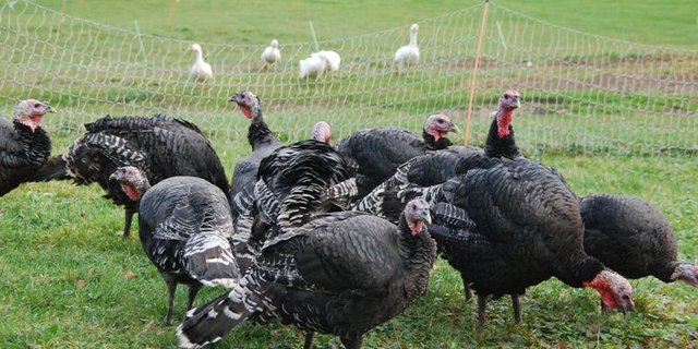 Bäuerinnen und Bauern vermarkten Truten auch direkt ab Hof. (Bild lid)