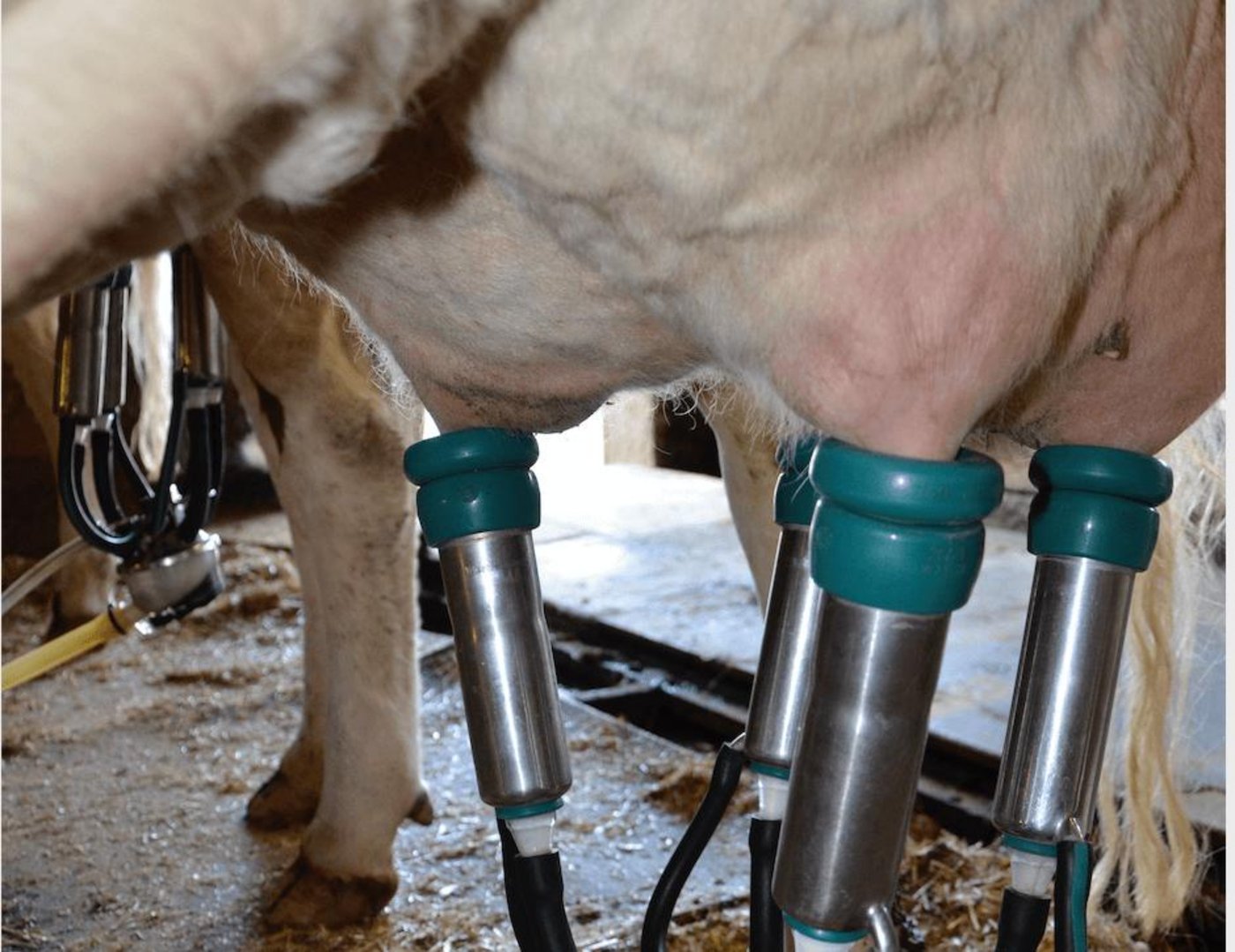 In der Schweiz ist der Milchabsatz gut und es wird sogar Butter importiert – trotzdem werden bald die Milchpreise sinken. (Bild BauZ)