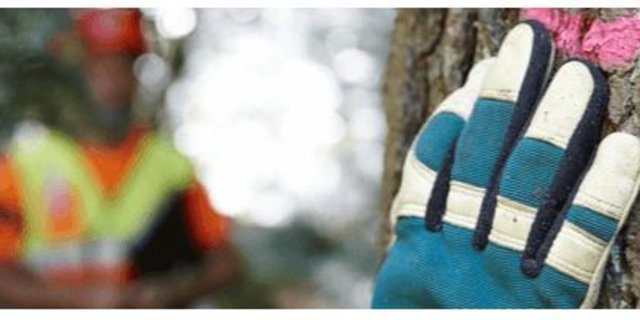 Ausbildung und Ausrüstung sind wichtig für sicheres Arbeiten im Wald. (Bild Wald Schweiz)