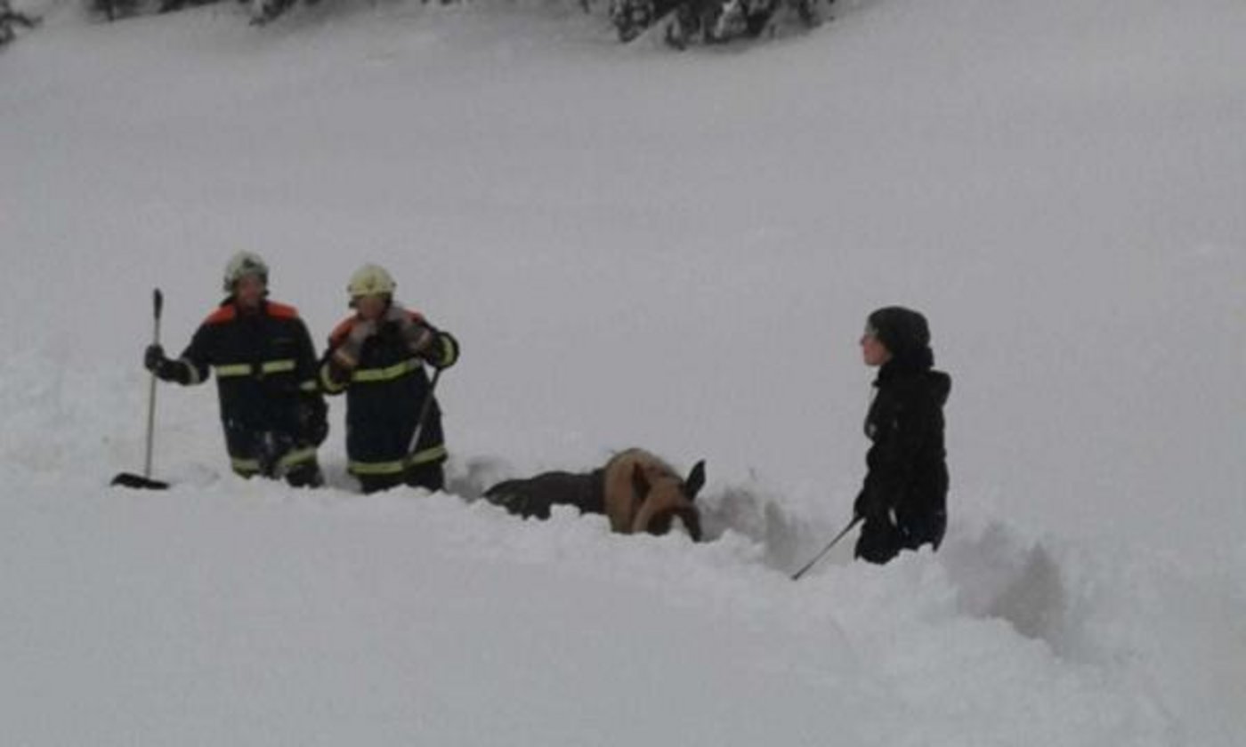 Die Feuerwehrleute mussten das Pferd freischaufeln. (Bild Bezirksfeuerwehrkommando Scheibbs)