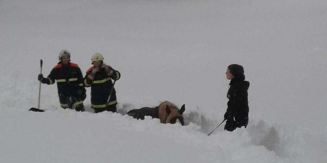 Die Feuerwehrleute mussten das Pferd freischaufeln. (Bild Bezirksfeuerwehrkommando Scheibbs)