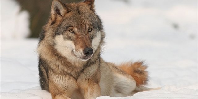 Chaos um die Jagd auf Wölfe: Der schwedische Jagd- sowie der Bauernverband reagierten mit Unverständnis. (Symbolbild: Bernard Landgraf)