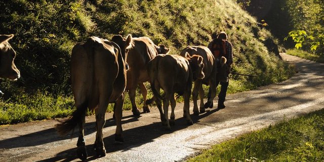 Die Alpsaison verzögert sich vielerorts dieses Jahr. (Bild Andrea Gysin)