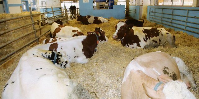 Die grosse Abkalbebox auf dem Betrieb Zuber mit  Melkroboter im Hintergrund.