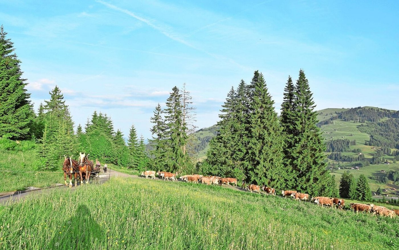Jetzt geht es steil hinauf, es geht Richtung Hornberg zu. Die Kühe laufen zügig voran, der Weg ist nicht mehr weit.