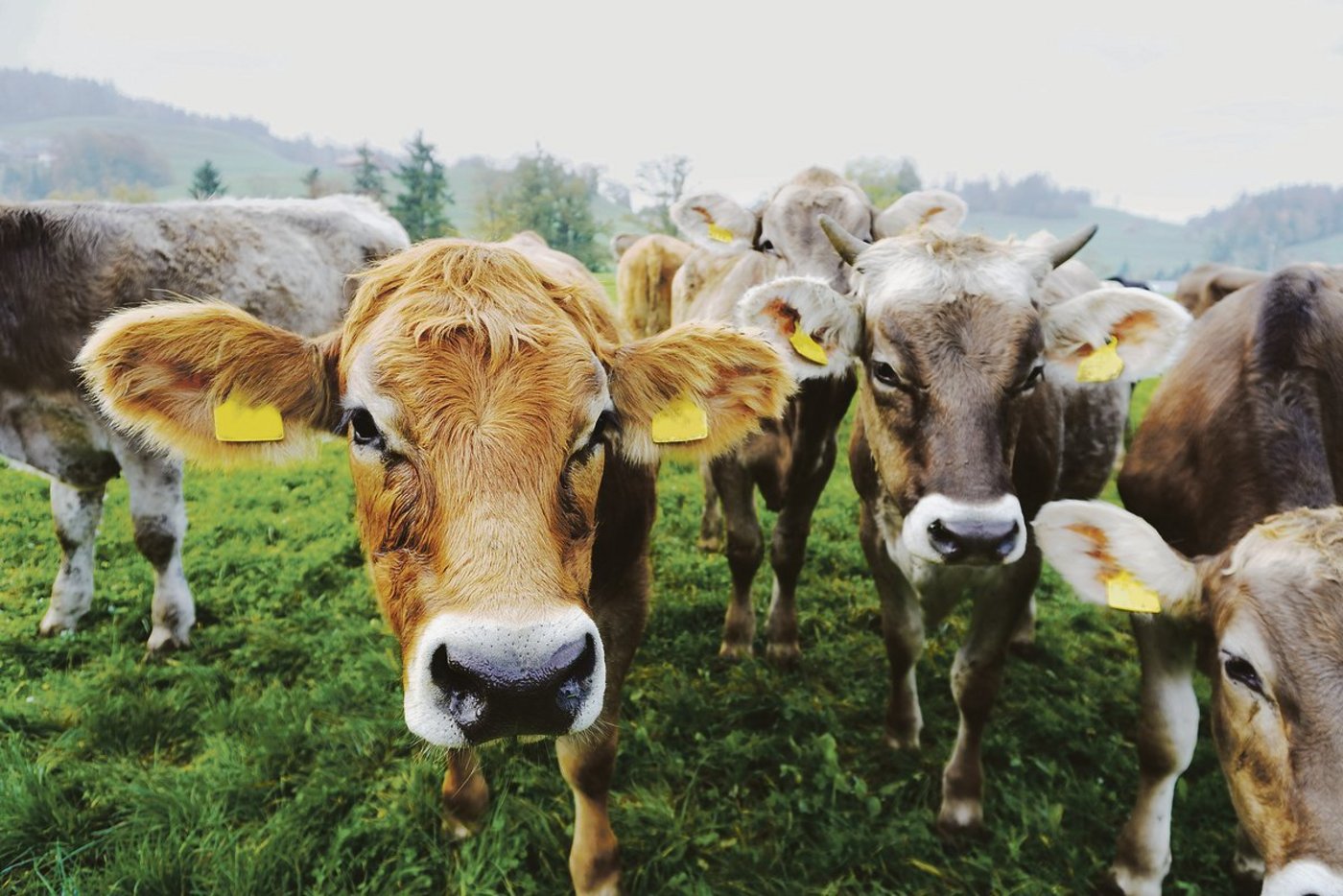 Beim Aldi Bio Weide Rind werden männliche Milchrassenkälber ausgemästet. Das Programm wurde für Grünlandbetriebe entwickelt. (Bild Aldi Suisse)