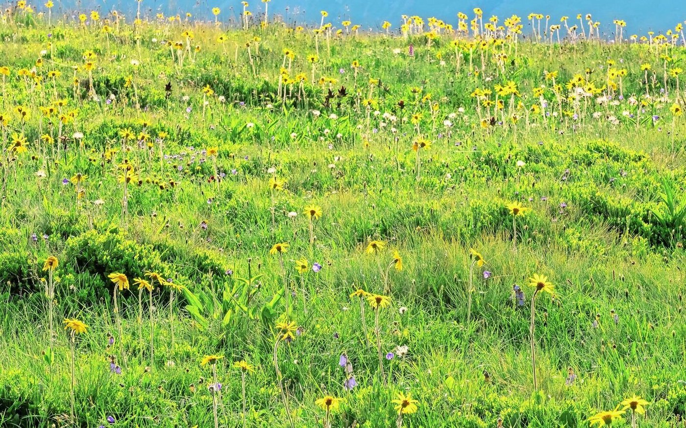 Alpweiden dürften produktiver werden. Welche Arten aber gewinnen oder verlieren, hängt nicht nur von Schneeschmelze und Temperatur ab.