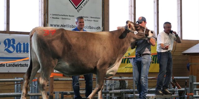 Das Braunviehrind Vendetta von Roberto Ponzio aus S. Antonino war mit 7‘600.- Franken das teuerste Tier an der Braunvieh Eliteauktion in Rothenthurm. (Bilder Reto Betschart)