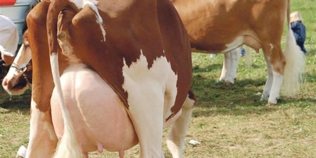 Über den Zustand dieser Kuh müsste im Grunde an einer Ausstellung nicht diskutiert werden. Sie müsste sofort gemolken werden. (Bild dj) 
