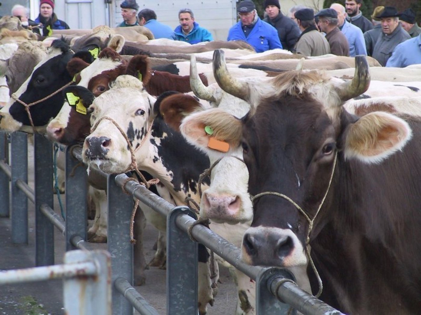 In der Corona-Krise wurden weniger Tiere geschlachtet, was sich nun in der Auswertung der TVD-Daten zeigt. (Bild BauZ)