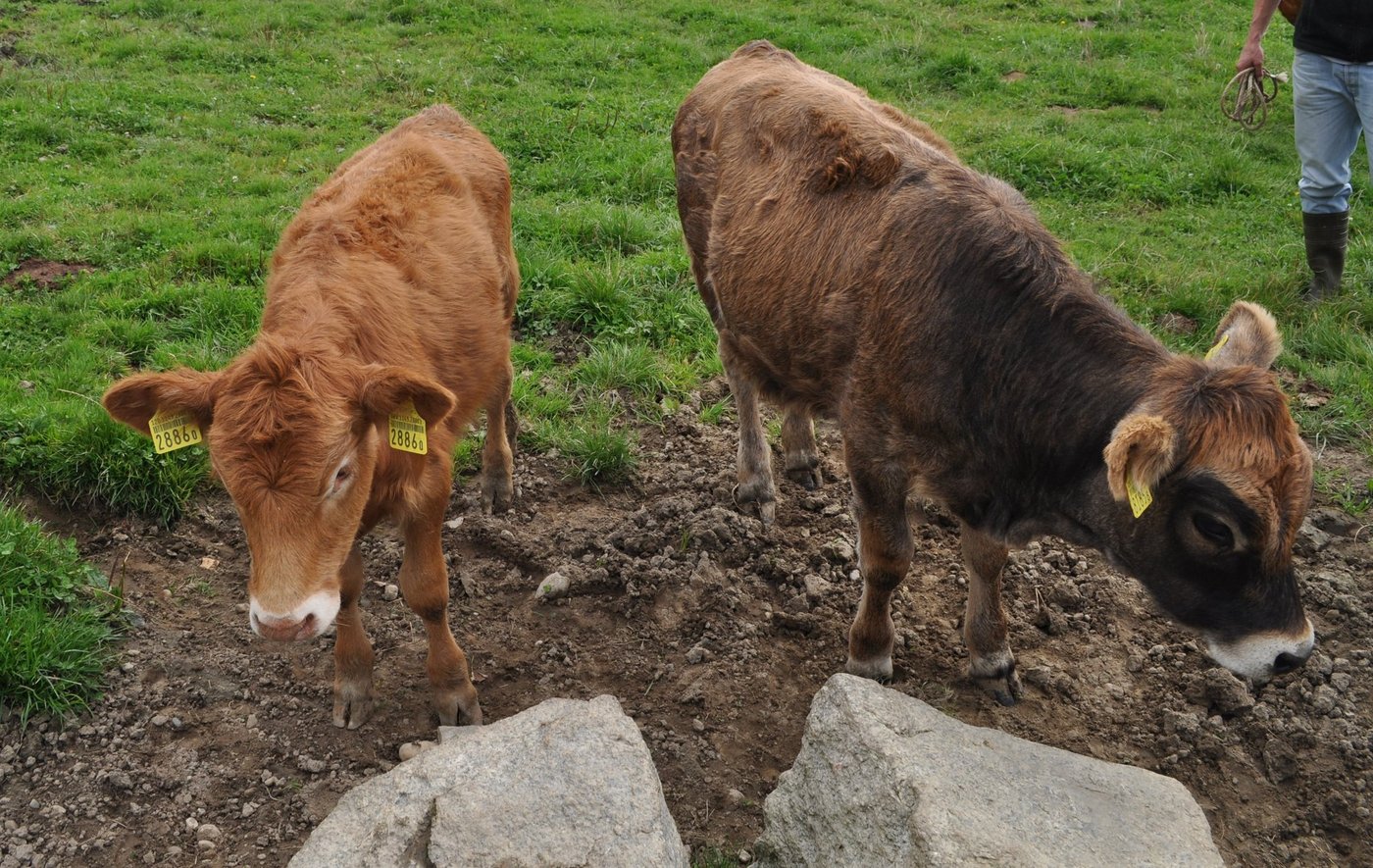 In der Praxis fallen mit Parasiten-befallene Tiere durch ihr mattes und struppiges Haarkleid auf. Auch sollten die Kälber runder über der Kruppe sein. (Bild Claudia Syring)