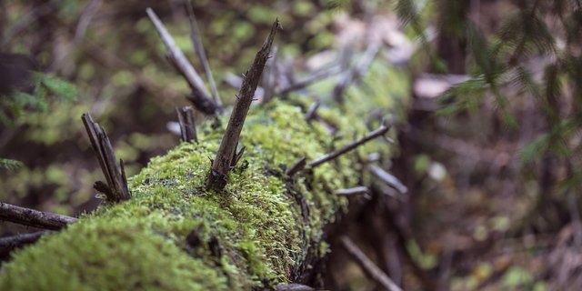 Totholz ist ökologisch wertvoll. Bewirtschaftete Wälder brauchen aber Pflege, v.a. als Folge von Trockenheit und Borkenkäfer. (Bild Pixabay)