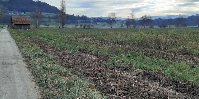 Vom Wegrand aus sind Gründüngungen gut erkennbar. Ein Teil der Pflanzen ist bereits abgefroren, ein anderer Teil noch grün. (Bilder lid/ag)