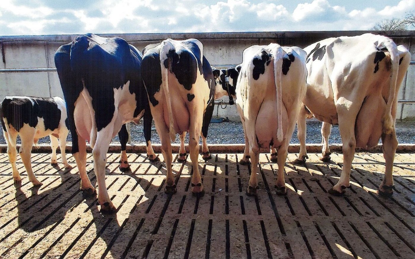 Ein seltenes Bild: fünf Generationen auf einen Streich. Rechts die Stammkuh Walkers Leader Michaela. 