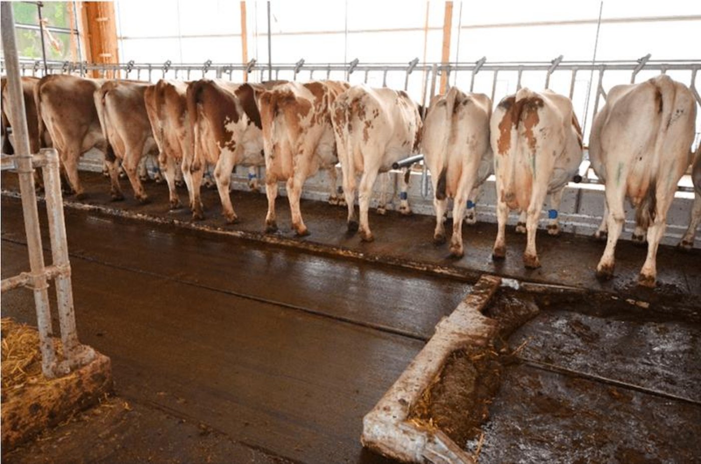 Dank einem erhöhten Fressbereich werden die Tiere durch den laufenden Entmistungsschieber nicht gestört. (Bild Agroscope)