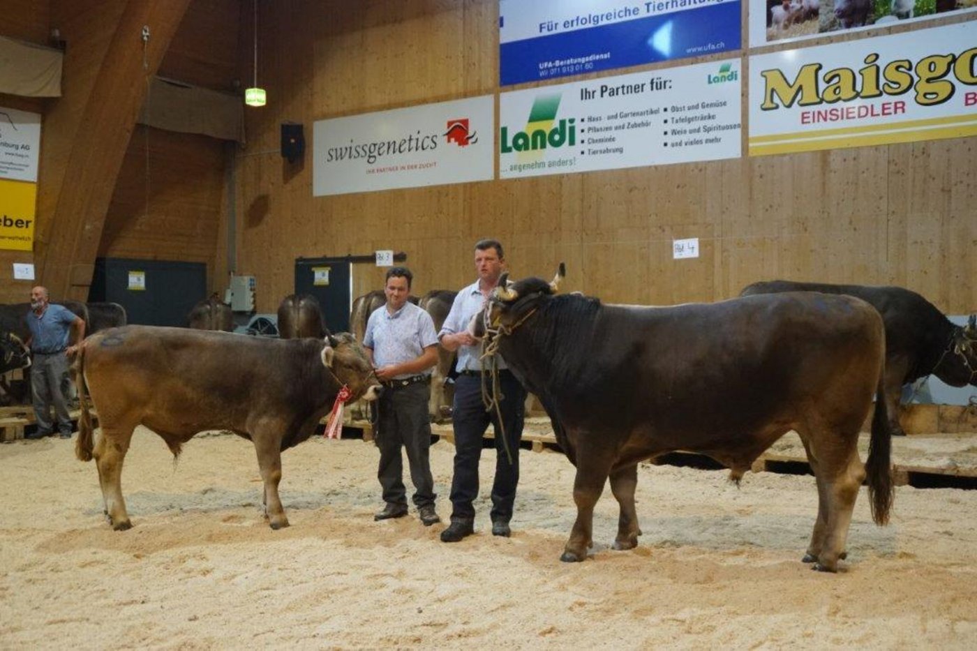Mr. OB-jüngere Stiere: OBELIX von Samuel Jäger; ältere Stiere: EINAR von Martin Schrepfer. (Bilder Michael Götz)