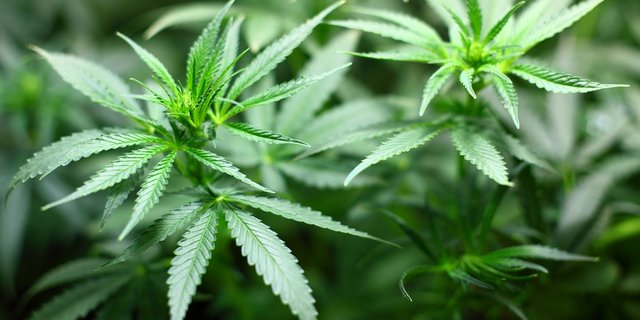 Zu medizinischen Zwecken produziertes Cannabis erlebt zurzeit einen Boom. Dies wirkt sich auch auf das Potenzial der Produktion aus. (Bild/Pixabay)