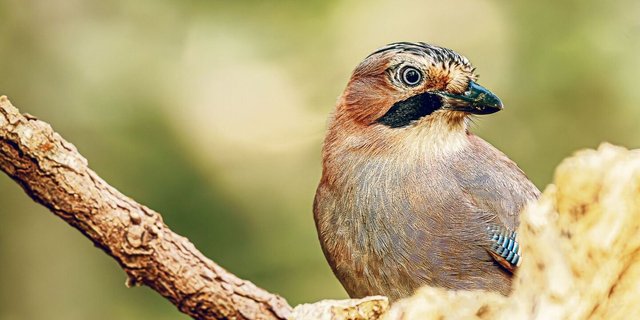 Zwar gehören Eichelhäher zu den Rabenvögeln, ihr Gefieder ist aber bunt. Besonders auffällig sind der schwarze Bartstrich und die kleinen blauen Federn an den Flügelseiten.